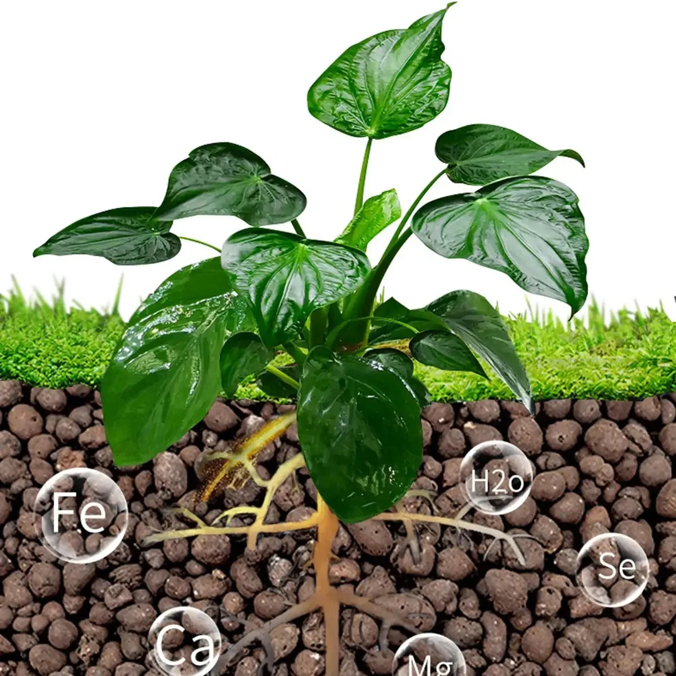 500 g/pak Leca Ballen Klei Kie - Clay Pebble Growing recensie en prijs